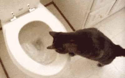 Giphy And obsess over them like cats do.
